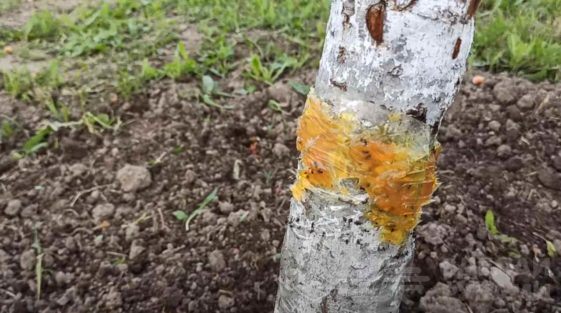 Как защитить садовые деревья: 3 проверенных способа борьбы с муравьями, которые действительно работают