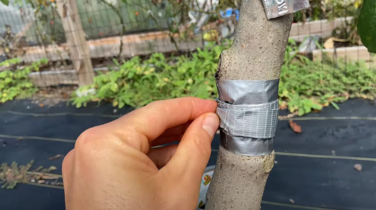 Как защитить садовые деревья: 3 проверенных способа борьбы с муравьями, которые действительно работают