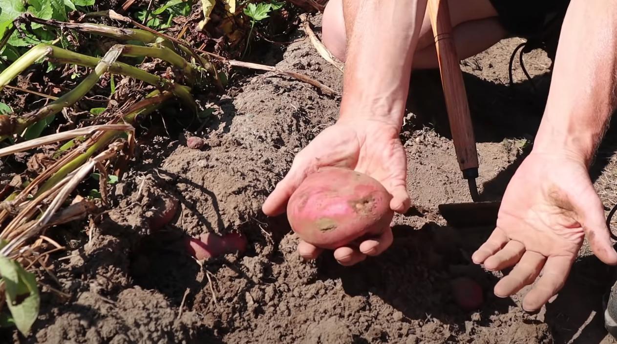 Дачникам на заметку: что нужно сделать в августе, чтобы увеличить урожай картофеля